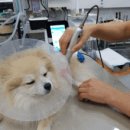 24시명동물메디컬센터 네이버블로그