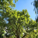 버드나무 이미지