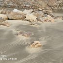 2026.4.15~16 옥죽동해안사구~ 농여해변~검은낭...마지막(6) 이미지