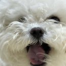 댕댕토피아 이미지