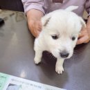 백록동물병원 이미지