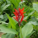 칸나(Canna)