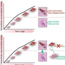 Re: Neuromelanin, aging, and neuronal vulnerability in Parkinson's disease 이미지