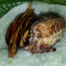 대명돛대 이미지