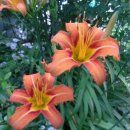 정선베다니자연농장 이미지