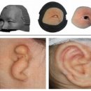 [사이언스타임즈] 눈과 귀도 만들어 주는 3D 프린팅 이미지