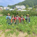 🥕당근&고구마 수확🍠 이미지