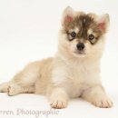 명랑한도그 이미지