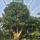 부천호수식물원 수피아 | 부천호수식물원 '수피아' 후기🌿 ｜ 째째이 첫 외출, 시댁과 함께한 나들이