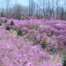 선사시대로 탐방 길(선사2코스) 이미지