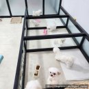 도그아트켄넬 이미지