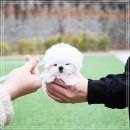 아이퍼피 이미지