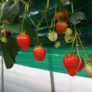 문백농장 이미지