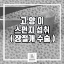 스펀지동물병원 네이버블로그
