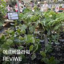 플라워천국 | 곳] 식집사 감동! 역대급 정리정돈과 희귀식물 천국 '용인 에르베플라워 아울렛' 대만족 내돈내산 구매후기
