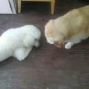 마이 펫 살롱 이미지