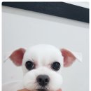 더 편하개 이미지