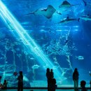 아쿠아리움 이미지