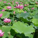 안압지농장 이미지