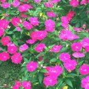 부여여자중학교 이미지