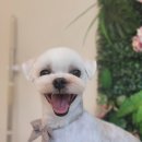 그루밍140 이미지