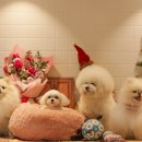 핫도그 애견 이미지