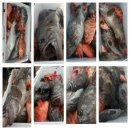 피쉬헌터 이미지