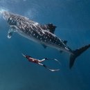 난다고래 이미지