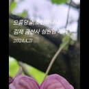 으름덩굴 꽃{조선바나나} 이미지