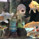 물고기마을 이미지