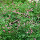 그린팜영농조합법인 이미지