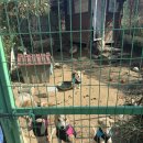 멍뭉이 밥상 이미지