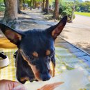 두부네수제간식 이미지