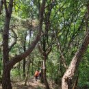 대전둘레산길(12구간) 이미지