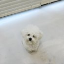 바오그루밍 이미지