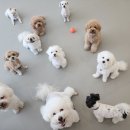 플레이독(애견유치원&호텔) 이미지