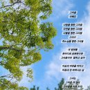 그리움,입회 60주년에 이해인 이미지