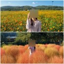 노곡동 쌈지공원(노곡교 옆) | 대구 가을 가볼만한곳 하중도 금호꽃섬 - 코스모스와 댑싸리 명소 주차장
