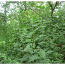 배나무농장 이미지