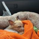 수안보민박 | 충주 숙소 추천 충주 수안보 RI온천호텔 애견동반가능 방문 후기 내돈내산