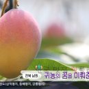 자래리농장 | 6시내고향 남원 홍망고 파는 곳 택배 주문 전화번호 알아보기 - 8월 4일 전북 지리산 애플망고 - 인월면...