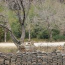 산내과수 | 인곡리 모과나무(경남 기념물)와 황금술잔 복수초