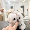 프리미엄 켄넬 이미지