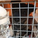 리치켄넬 이미지