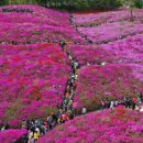 철쭉동산 이미지