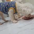골디리 네이버블로그