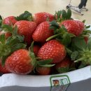 통화농장1 이미지