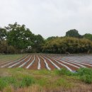 복운1리 이미지