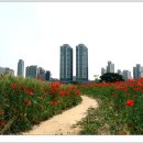 5월27일 일요일 상동호수공원으로 아름다운 양귀비보러 갑니다 ^^^ 이미지