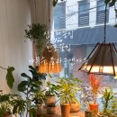 수플라워 | 신논현 꽃집 반포꽃집 나무수플라워앤가든 화분 픽업 후기(+신논현 꽃배달 무료)